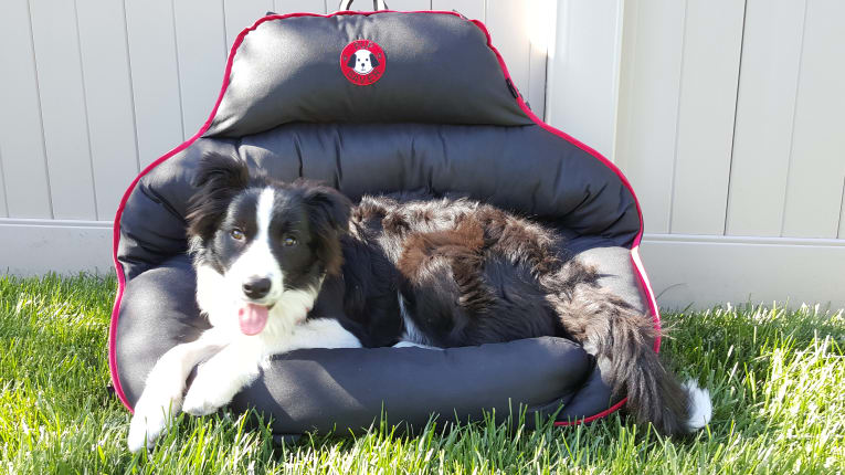 PupSaver 45 Rear-Facing Canine Car Seat: Tested