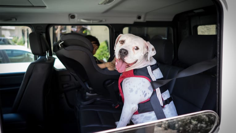 3 Pet Travel Products Earn CPS Certification